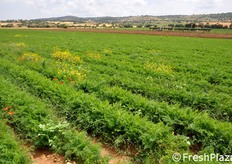 La produzione di punta dell'azienda e' la carota novella da agricoltura biologica, per un volume settimanale di 120 tonnellate. Si noti, nella foto, la presenza di erbe spontanee tra i filari di carote, a testimonianza del fatto che l'azienda non utilizza erbicidi durante il ciclo di coltivazione.