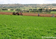 Alla coltivazione di carota novella vengono destinati 100 ettari a rotazione, con l'accortezza di alternare alla carota colture diverse, capaci di favorire il ripristino della naturale fertilita' dei suoli. La carota e' infatti, come la patata, una coltivazione che tende a sfruttare molto gli elementi nutritivi presenti nel suolo.