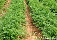 La carota novella biologica, trapiantata in momenti scaglionati dell'anno, e' disponibile in tutti i mesi, tranne che ad agosto, settembre e ottobre. L'azienda Milana e' dunque in grado di fornire al mercato prodotto novello fresco e biologico anche fino ai primi di luglio. All'epoca del fondatore dell'impresa Salvatore Milana (padre dell'attuale titolare Giovanni), invece, la stagione della carota novella di Ispica era assai breve (intorno a 40 giorni).