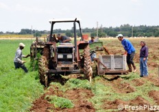 Quando non piove, le operazioni di raccolta in campo si avvalgono di mezzi meccanici. Altrimenti bisogna procedere manualmente.