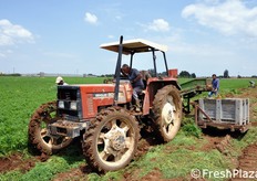 Le prime raccolte dell'anno sono quelle di novembre. Il grosso della produzione di carote novelle biologiche e' destinato alla grande distribuzione estera, che rappresenta il 95% del mercato di vendita dell'azienda Milana.