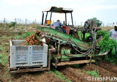 Pare che storicamente la prima macchina per la raccolta delle carote sia stata di ideazione danese e che successivamente il comprensorio siciliano di Ispica ne abbia realizzato una propria versione.