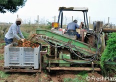 Oggi la carota novella di Ispica, benche' protetta da marchio IGP (Indicazione Geografica Protetta) spunti prezzi non esaltanti. In passato, invece, essa costituiva una vera e propria miniera d'oro per il comprensorio di Ispica. Si pensi che esisteva addirittura un binario ferroviario privato che collegava le imprese di produzione direttamente alla rete ferroviaria nazionale, da cui il prodotto veniva smistato in tutta Europa!