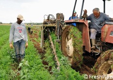 Fase di estrazione delle piantine di carota dal terreno.