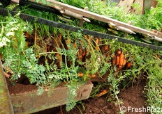 Dettaglio della fase di estrazione delle piantine di carota dal terreno.