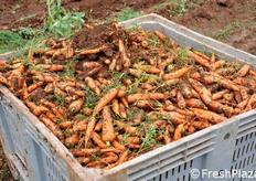 Cassone pronto per la consegna allo stabilimento di lavaggio e confezionamento.