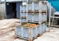 Cassoni di carote presso lo stabilimento di Milana.