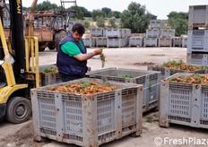 Un addetto rimuove la copertura di foglie che protegge le carote dall'insolazione diretta durante il trasporto verso il magazzino.