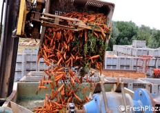 Fase di rovesciamento del prodotto nella linea di lavaggio e rimozione delle foglie.
