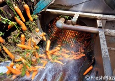 Potenti getti d'acqua rimuovono ogni residuo di terra dalle radici.