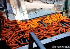 Defogliato e lavato, il prodotto viene convogliato verso un nastro trasportatore.