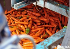 Dettaglio delle carote lavate.