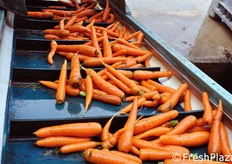 Nastro trasportatore che conduce il prodotto lavato dalla zona esterna a quella interna dello stabilimento di lavorazione.