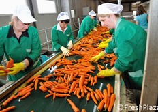 In questa e nelle foto seguenti, primo banco di selezione manuale del prodotto.