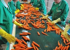 Diversamente da altre aziende specializzate in carote, agricola Milana non fornisce il prodotto in jumbo bag, ma solo in confezioni (buste, cestini e simili), a marchio proprio o dei clienti. La filosofia sottostante e' infatti quella di distinguere e valorizzare il prodotto biologico e in particolare la carota novella di Ispica, connotata da un gusto dolce e delicato.