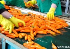 Mani esperte al lavoro.