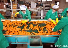 Il banco di prima selezione e' ubicato in posizione sopraelevata rispetto al resto dello stabilimento.