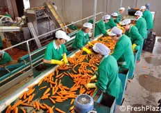 Nello stabilimento sono attive linee di lavorazione dedicata per specifici prodotti: oltre a questa per le carote, ce n'e' una per gli ortaggi e una per patate e agrumi.