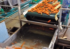 Una volta completata la selezione manuale, il prodotto cade in una vasca di raffreddamento ad acqua (hydro-cooling), dove permane per circa un'ora, fino a raggiungere una temperatura di 2 gradi.