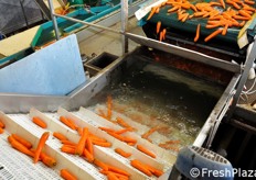 Dettaglio della vasca di raffreddamento. Il prodotto che ne riemerge non e' lo stesso che vediamo cadere nell'acqua. Prima di tornare in superficie, infatti, le carote vengono trasportate da un nastro a diversi strati, che le mantiene in acqua fredda per circa un'ora. L'abbattimento della temperatura ha il pregio di bloccare la maturazione del prodotto e di allungarne la conservabilita' (anche fino ad un mese di shelf life).