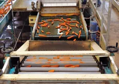 Dopo il banco di selezione e la vasca di raffreddamento, le carote vengono trasportate verso una calibratrice a rulli che le smista per diametro. I diametri compresi tra 20 e 40 mm sono quelli commerciali.
