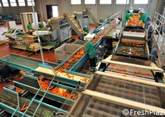 Visione d'insieme della linea di selezione e confezionamento delle carote.