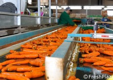 Nastri trasportatori smistano il prodotto calibrato alle linee di confezionamento.