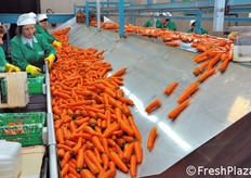 Questa linea confeziona il prodotto sfuso in cassette da 12 kg, secondo le richieste del cliente.