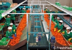 Vista dall'alto della linea per le carote in cassetta.