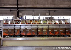 Il giusto quantitativo di prodotto viene selezionato mediante questa pesatrice multitesta, tarata volutamente per eccesso a 1050 grammi, al fine di garantire alla clientela un peso di almeno 1 kg di carote per singolo sacchetto.