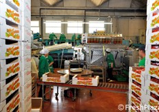 Allestimento della linea per il confezionamento in vaschette.