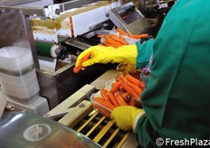 Controlli sul peso delle vaschette, che devono contenere almeno 1 kg di carote.