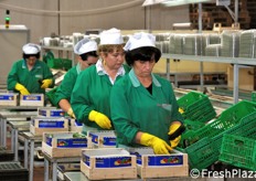 Ci spostiamo sulla linea di confezionamento dedicata agli ortaggi.