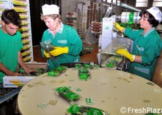 Fase della pellicolatura e dell'imballaggio delle zucchine biologiche in cestini.