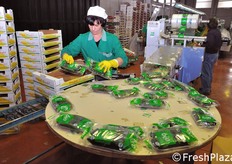 Il prodotto e' disponibile tutto l'anno, tranne nei mesi di luglio e agosto.