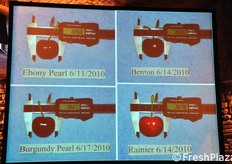 Dieci anni fa, nello stato del Michigan (USA) si producevano ciliegie con un calibro medio di 24-25 mm, da alberi allevati in maniera tradizionale. Oggi, grazie a nuove tecniche di allevamento, combinate con i giusti portinnesti, il calibro medio e' cresciuto di ben 10 mm!