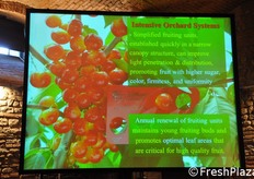 La scheda relativa agli impianti intensivi di ciliegio, che mirano, attraverso una struttura semplificata e compatta della ramificazione e attraverso il rinnovamento annuale delle unita' fruttificanti, ad una produzione di alta resa, con frutti di grandi dimensioni, elevato contenuto zuccherino e compattezza della polpa.