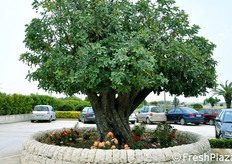 Due piante secolari di carrubo sorgono nel piazzale antistanti allo stabilimento dell'azienda, a celebrazione di questo straordinario albero sempreverde, molto comune nella zona.