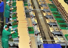 Grazie infatti alla versatilita' delle calibratrici elettroniche UNI_VERS 270©e UNI_ONE jolly LF©, che possono lavorare ben 15 diverse referenze ortofrutticole, tanto di forma rotondeggiante, quanto oblunga, i tempi di lavorazione si accorciano decisamente. Con un'unica linea di lavorazione in grado di alimentare diverse tipologie di imballaggio con diversi prodotti, inoltre, si risparmia anche in termini di spazio fisico.