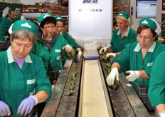 Dismessa nel tempo la componente commerciale per dedicarsi interamente alla produzione e alla fornitura di orticole alla grande distribuzione italiana ed estera, Colle D'Oro ha deciso di puntare sui prodotti di fascia premium, cioe' quelli che, per qualita' e capacita' di presentazione, possono spuntare prezzi piu' alti. La tecnologia UNITEC sta rispondendo perfettamente a questo obiettivo.