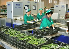 Lo zucchino e' una delle produzioni di punta della Colle D'Oro ed e' disponibile per 10 mesi l'anno. L'incidenza dell'export e' del 40%, ma sale quasi fino al 100% per lo zucchino biologico.