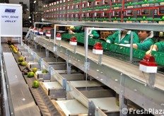 La capacita' di UNI_ONE jolly LF© di selezionare il prodotto per peso, calibro ottico e colore risulta oltremodo calzante all'esigenza dell'impresa di fornire al mercato prodotti qualitativamente ed esteticamente omogenei.