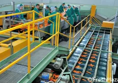 L'azienda lavora anche grandi quantitativi di carote: il comprensorio di Ispica e' infatti noto per questa produzione.