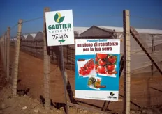 Si e' svolta a Vittoria (in provincia di Ragusa), il giorno giovedi' 9 giugno 2011, dalle ore 10:00 alle 17:30, una giornata dimostrativa dedicata al pomodoro a grappolo rosso Faustyno F1, organizzata dalla ditta sementiera Gautier Italia.