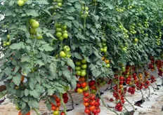 Faustyno F1 e' una varieta' di pomodoro idonea per la raccolta a grappolo rosso e/o verde, consigliata per la coltivazione in serra per trapianti estivi in Sud Italia e Sicilia da agosto a maggio