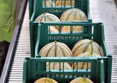 Ogni anno si testano in campo diverse selezioni varietali proposte dalle aziende sementiere. Il 2011 e' stato il primo anno dell'introduzione dei meloni Enza Zaden denominati Eminenza, Majus e Magnificenza.