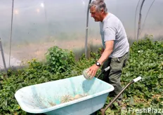 Il produttore Ettore Qualeatti impegnato nelle operazioni di raccolta in serra.