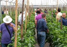 "L'utilizzo del portainnesto Capsifort, oltre ad essere una valida alternativa alla disinfezione del suolo, puo' la produttivita' e la qualita' delle varieta' di peperone. "La valutazione dei costi/benefici della coltura innestata e' sicuramente positiva. Caratteri come il colore, la consistenza, l'allegagione sono nettamente migliorati", ha commentato Pasquale Valcalcer."