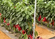 Altra star della giornata, il peperone mezzo lungo rosso DRP 5548. Una varieta' ideale per i trapianti siciliani invernali, da ottobre a gennaio, che si distingue per la generosa produttivita', la qualita' dei frutti e la facilita' di gestione della pianta.