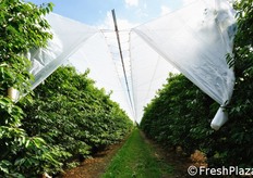 "Presso l'azienda agricola "Corte Manzini" di Sola di Castelvetro (MO) si sono visionate le coperture con apertura e chiusura automatizzata, installate dalla ditta KHUEN."